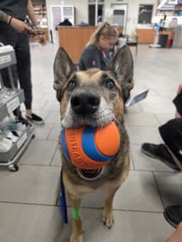 Veterinary Emergency Group