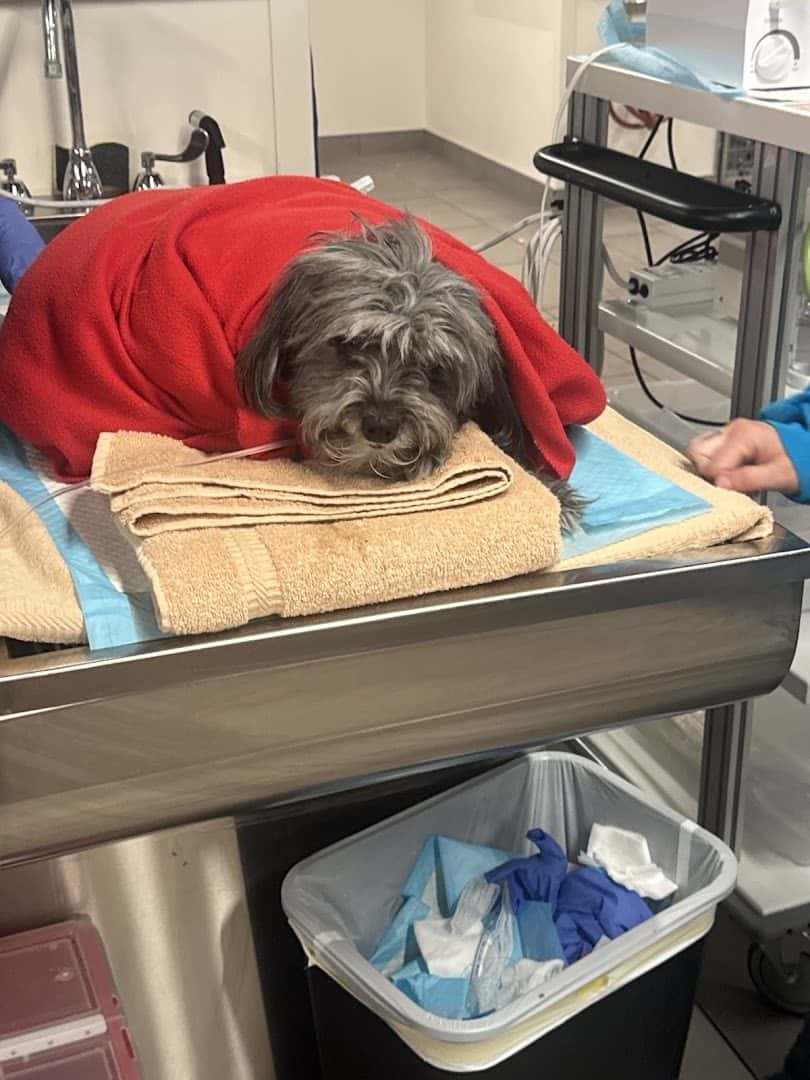 Veterinary Emergency Group — Pet Services photo 2 of 5
