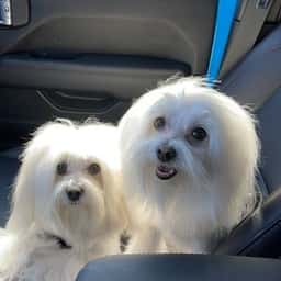 Bow Wow Meow Pet Grooming