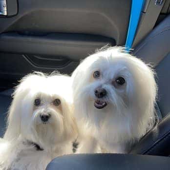 Bow Wow Meow Pet Grooming — Pet Services photo 1 of 5