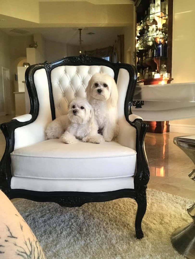 Bow Wow Meow Pet Grooming — Pet Services photo 3 of 5