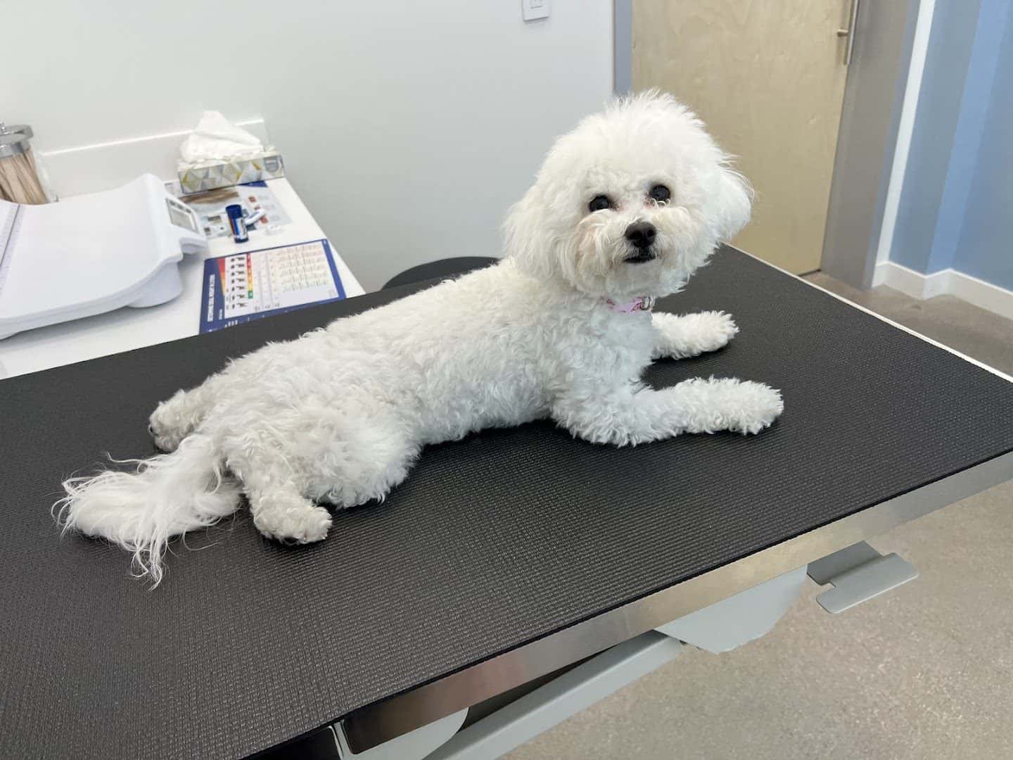 Vegas Valley Pet Hospital — Pet Services photo 2 of 5