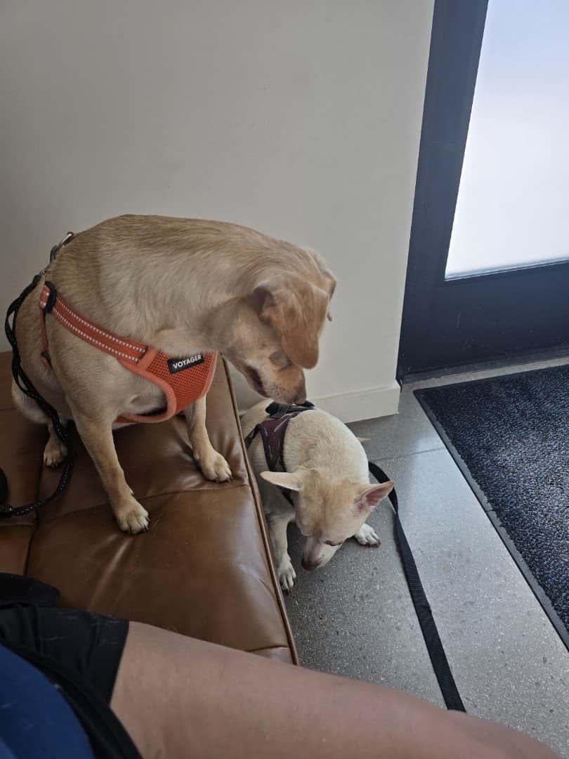 Vegas Valley Pet Hospital — Pet Services photo 3 of 5