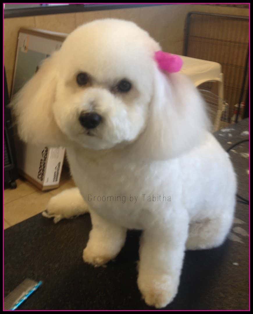 Snooty LaRue Pet Spa & Play — Nail Salons & Spas photo 3 of 5