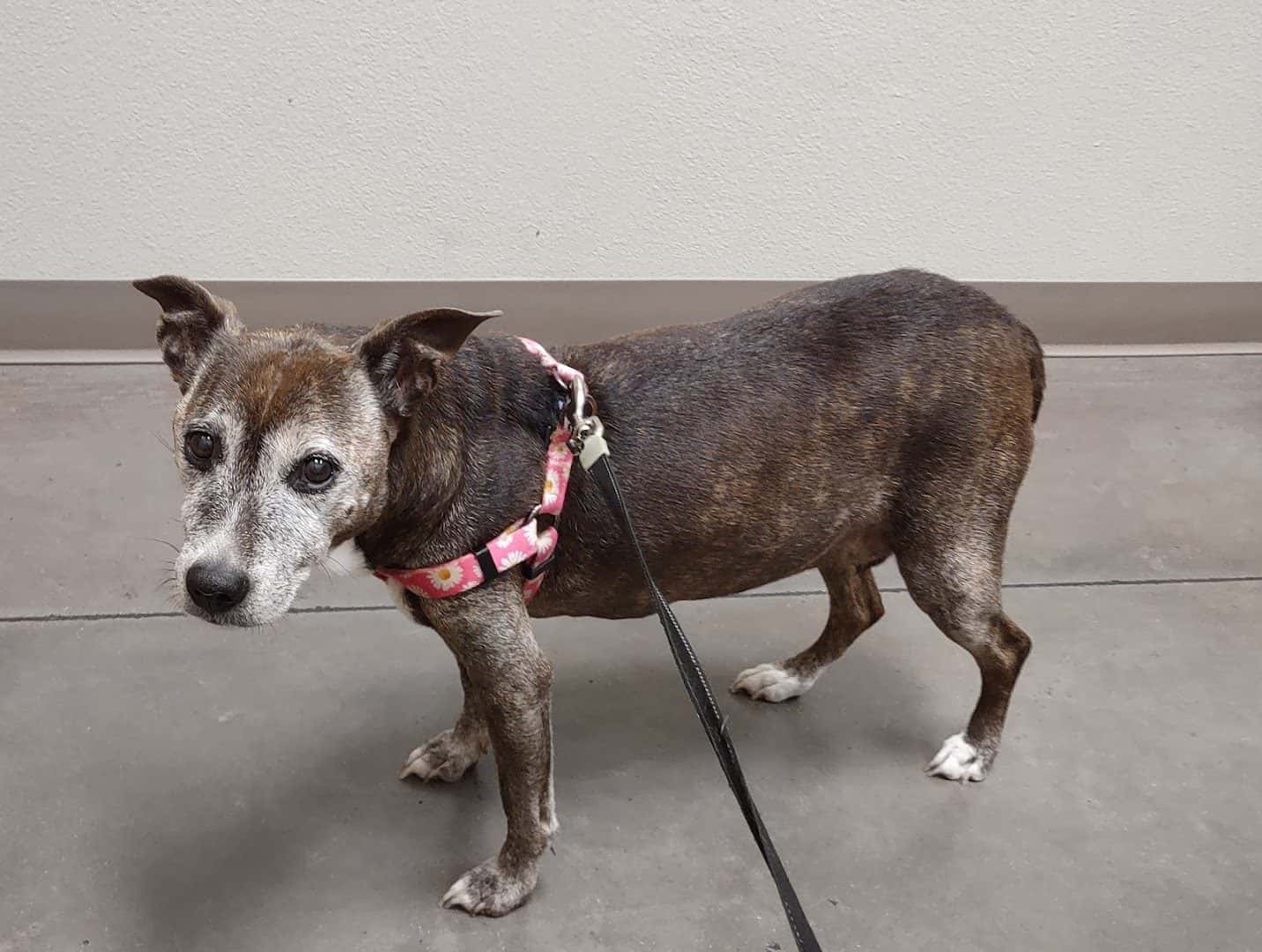 Horizon Ridge Animal Hospital — Pet Services photo 1 of 5