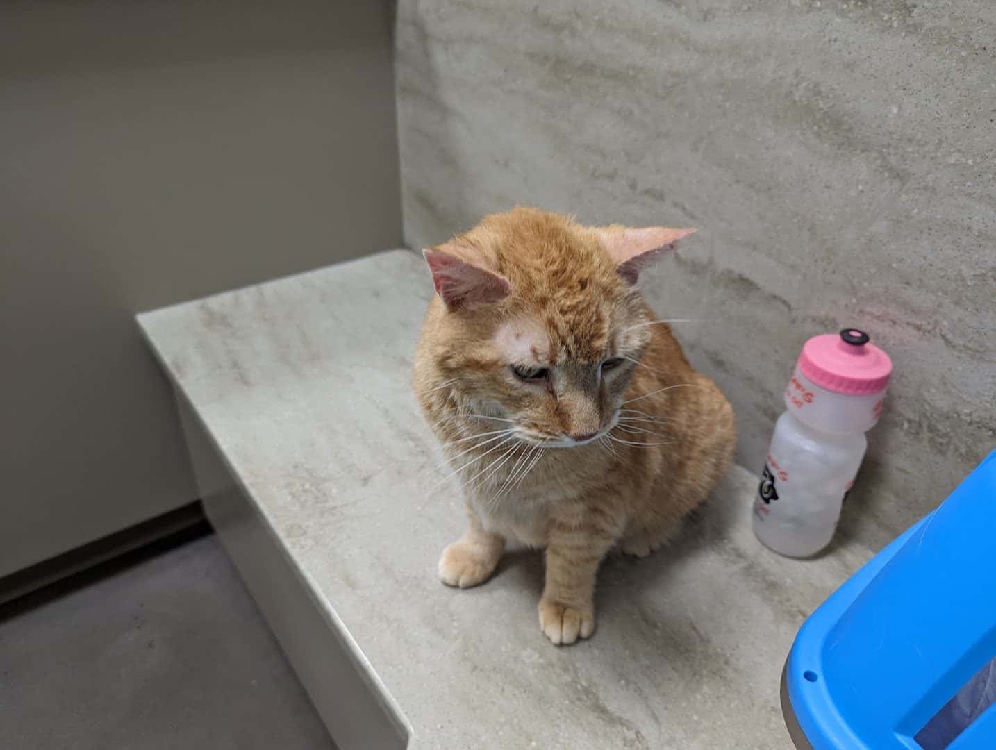 Horizon Ridge Animal Hospital — Pet Services photo 2 of 5