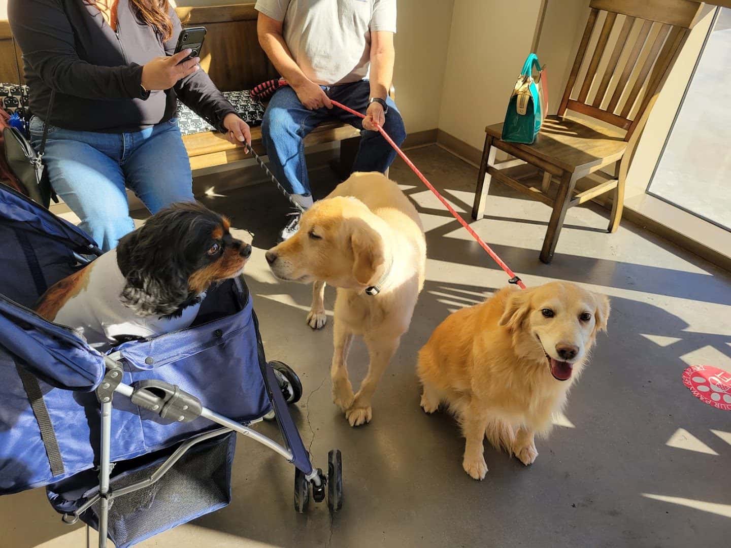 Horizon Ridge Animal Hospital — Pet Services photo 3 of 5