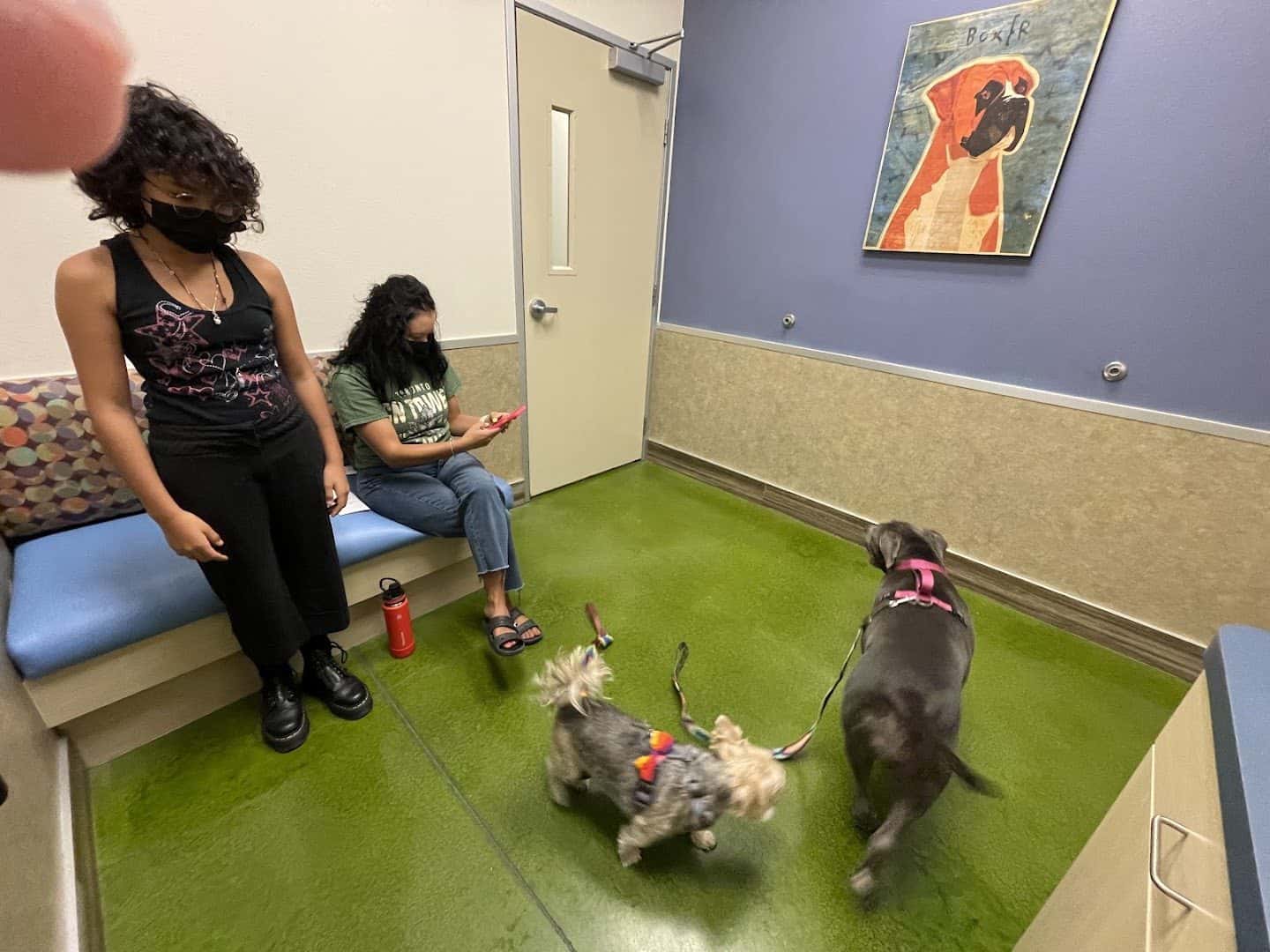 Aliante Animal Hospital — Pet Services photo 2 of 5