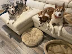 Dakota's Doggy Den