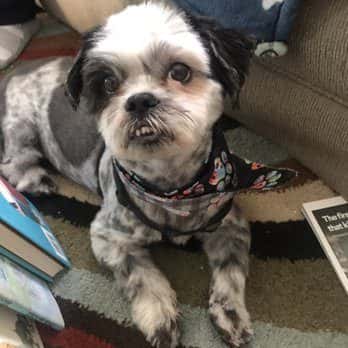 The Paw Spa Pet Salon & Boutique — Retail & Boutiques photo 1 of 5