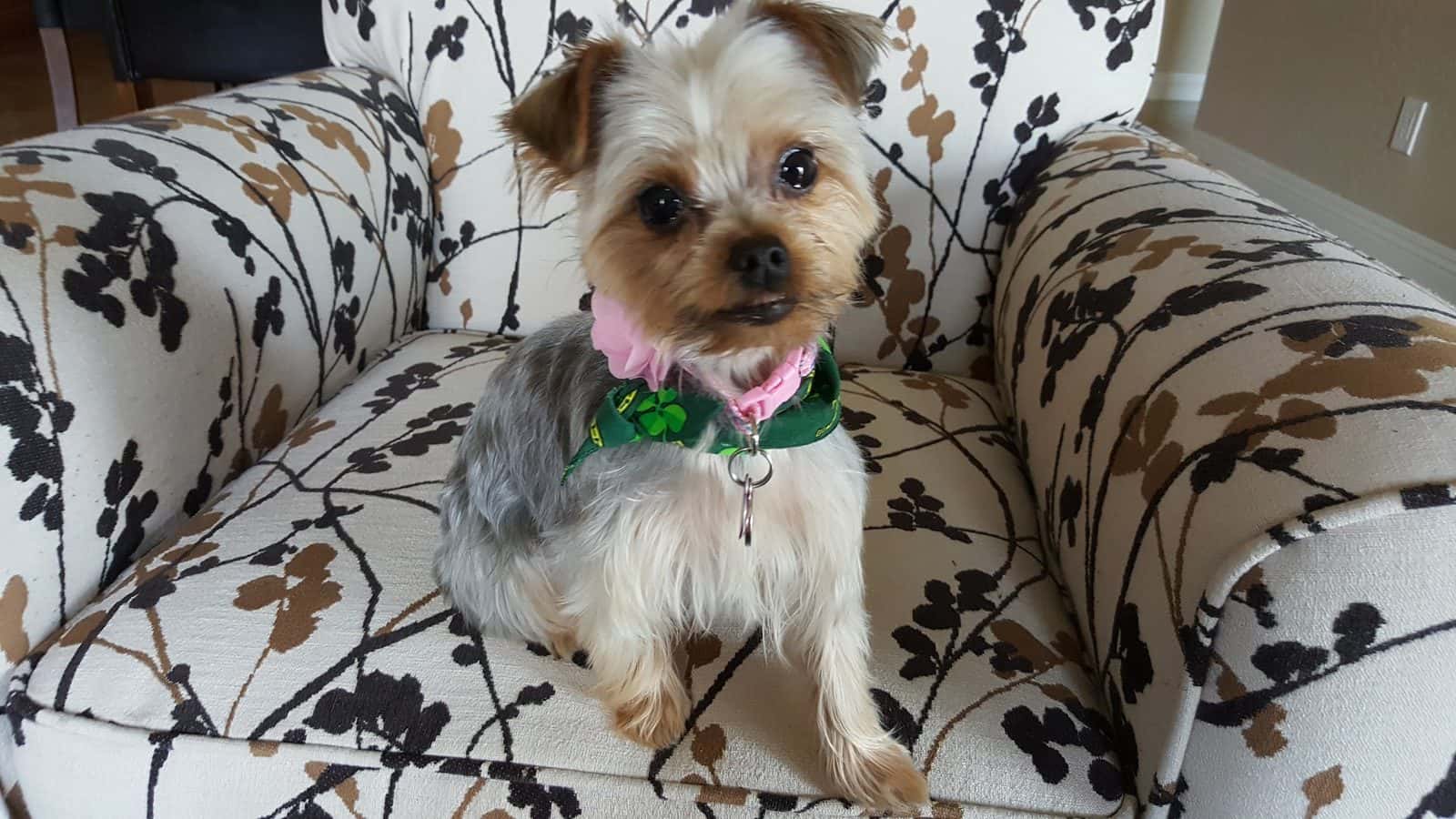 The Paw Spa Pet Salon & Boutique — Retail & Boutiques photo 3 of 5