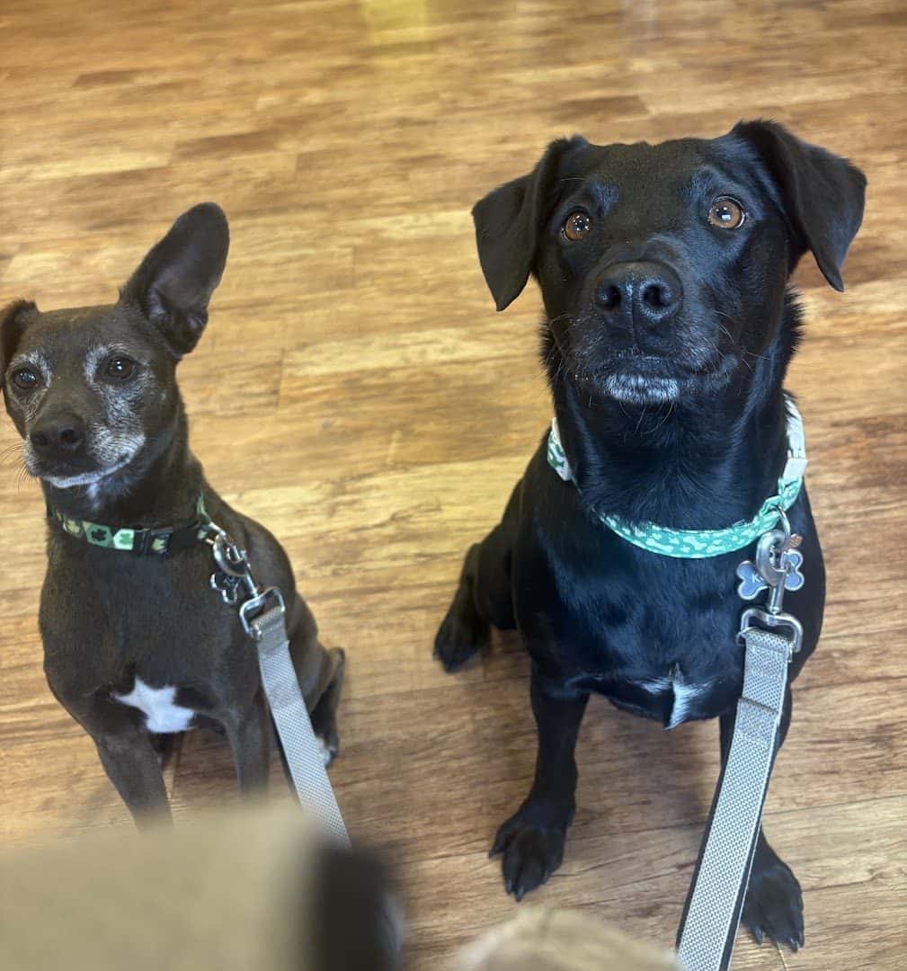 Camp Bow Wow Henderson — Childcare & Schools photo 2 of 5