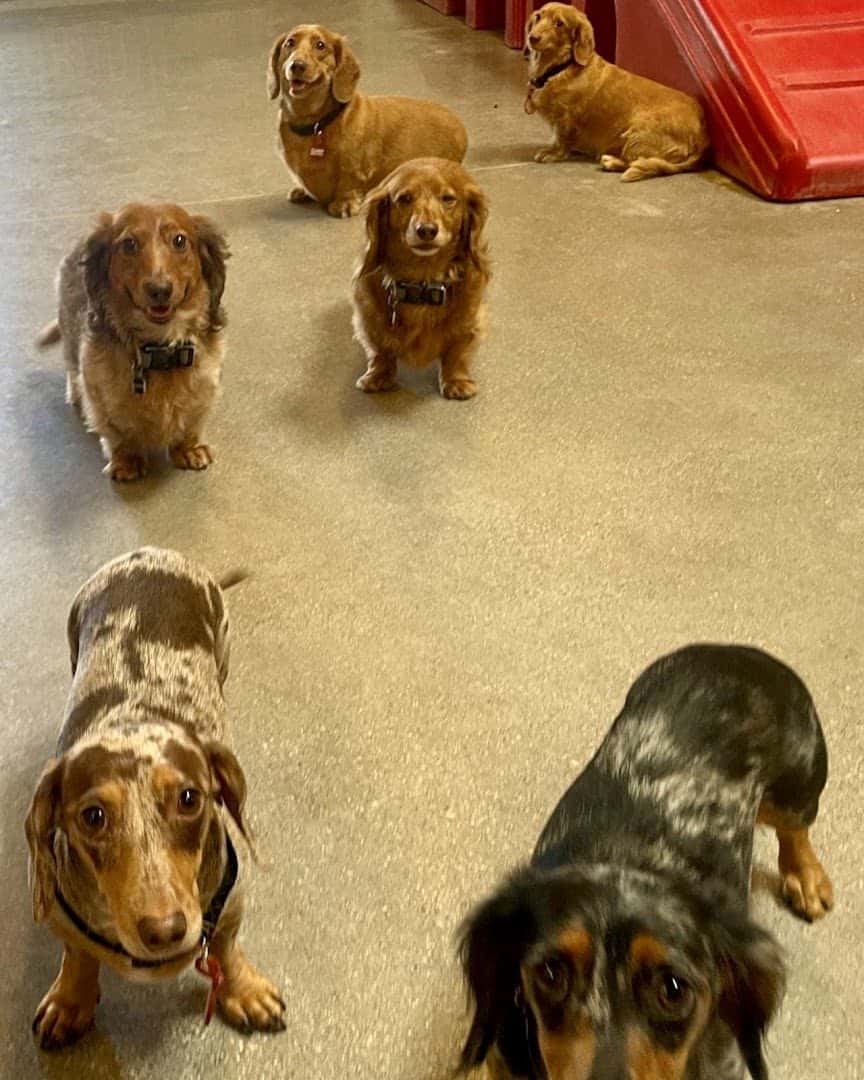Camp Bow Wow Henderson — Childcare & Schools photo 3 of 5