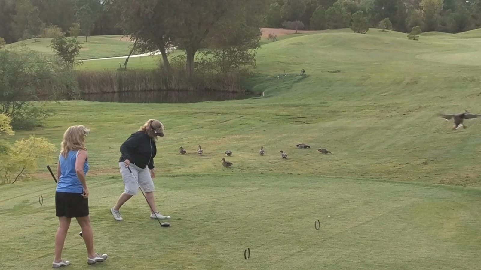 Wildhorse Golf Club — Restaurants photo 2 of 5