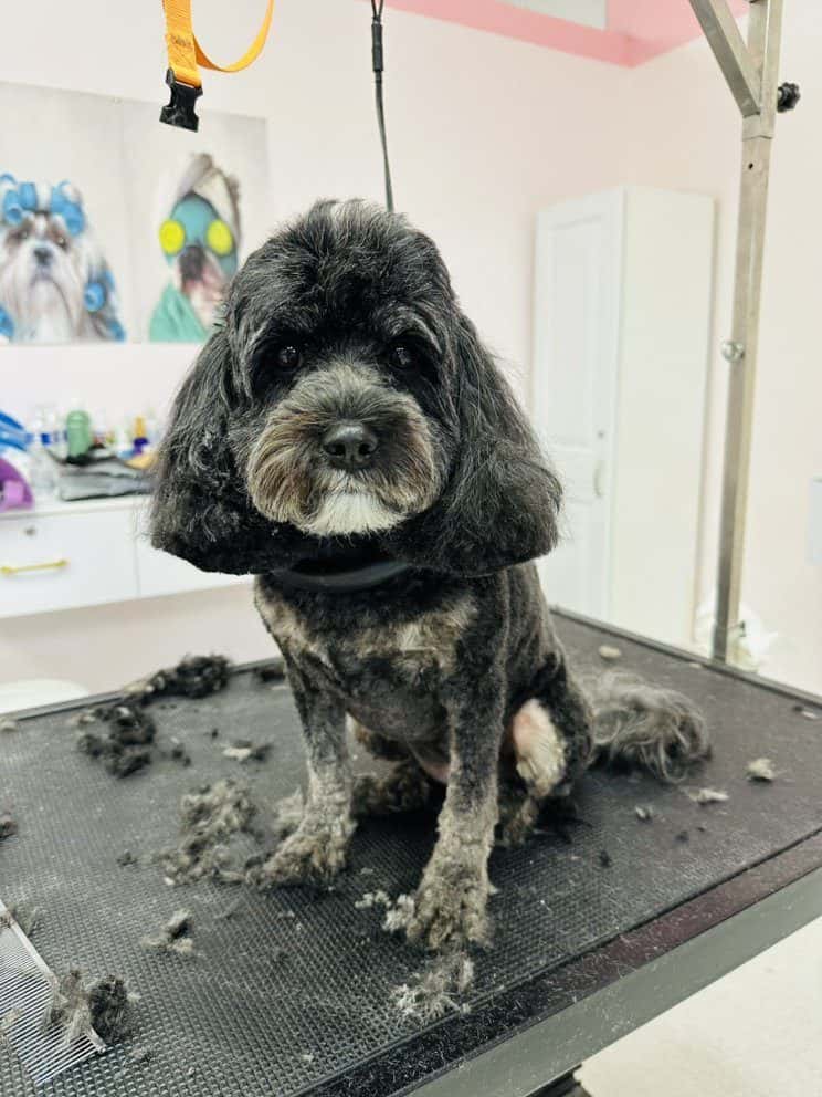 PinkPaw Pet Salon — Pet Services photo 1 of 5