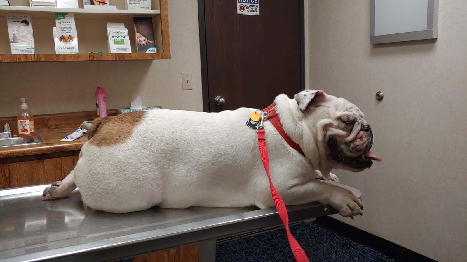 Doc Mo's Kindred Spirits Animal Hospital — Pet Services photo 2 of 5
