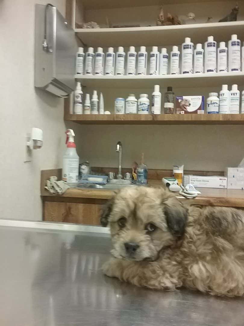 Doc Mo's Kindred Spirits Animal Hospital — Pet Services photo 3 of 5