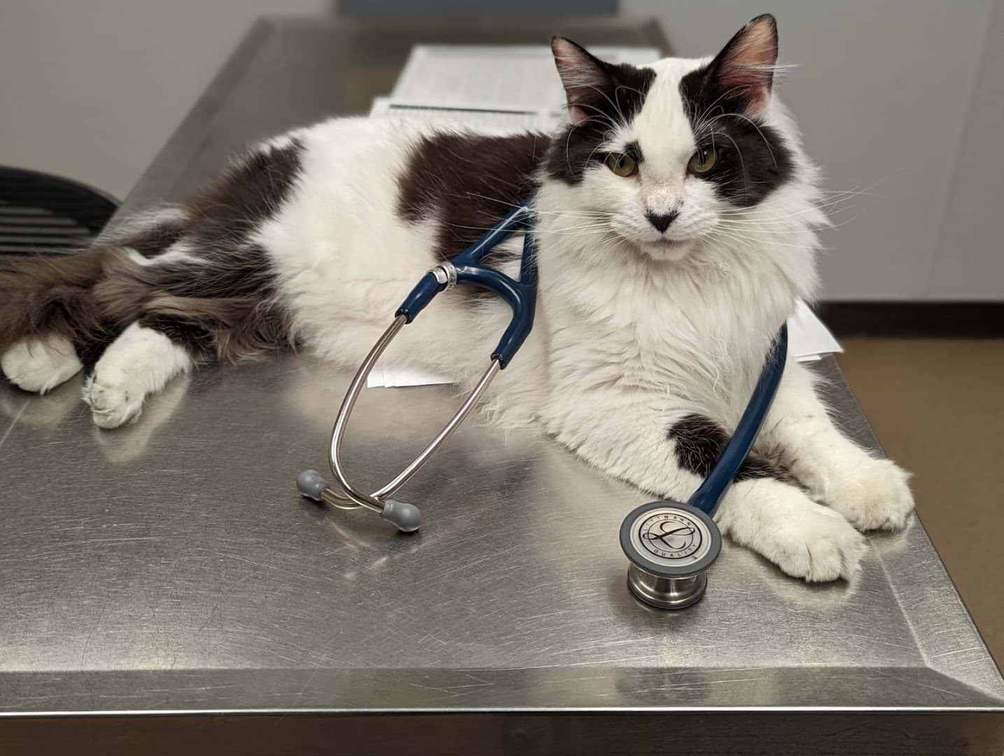 Sunrise Veterinary Clinic — Pet Services photo 1 of 5