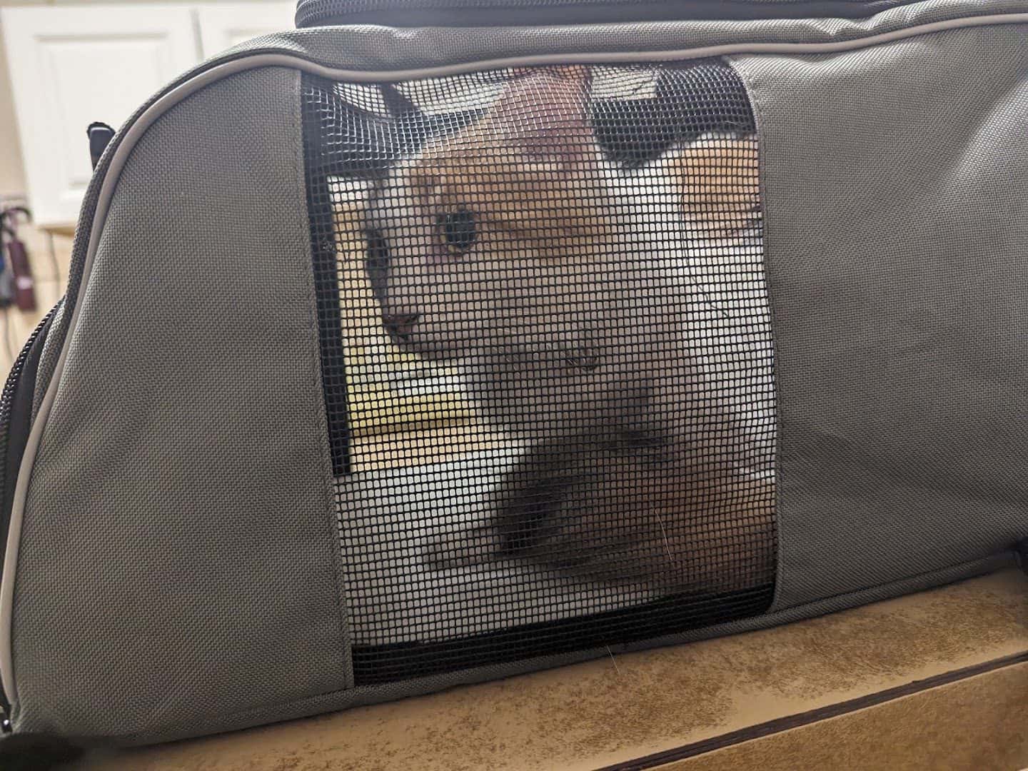 Sunrise Veterinary Clinic — Pet Services photo 2 of 5