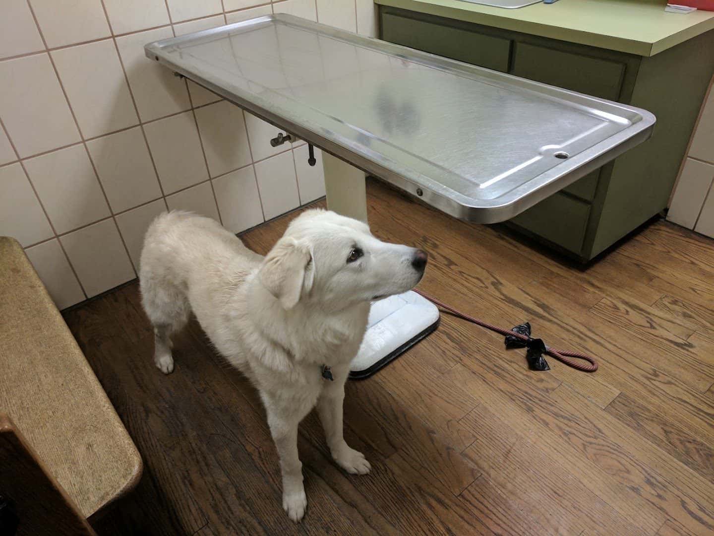 Sunrise Veterinary Clinic — Pet Services photo 3 of 5