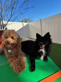 BratPak Dog Kamp - Henderson
