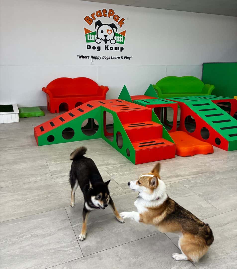 BratPak Dog Kamp - Henderson — Childcare & Schools photo 2 of 5