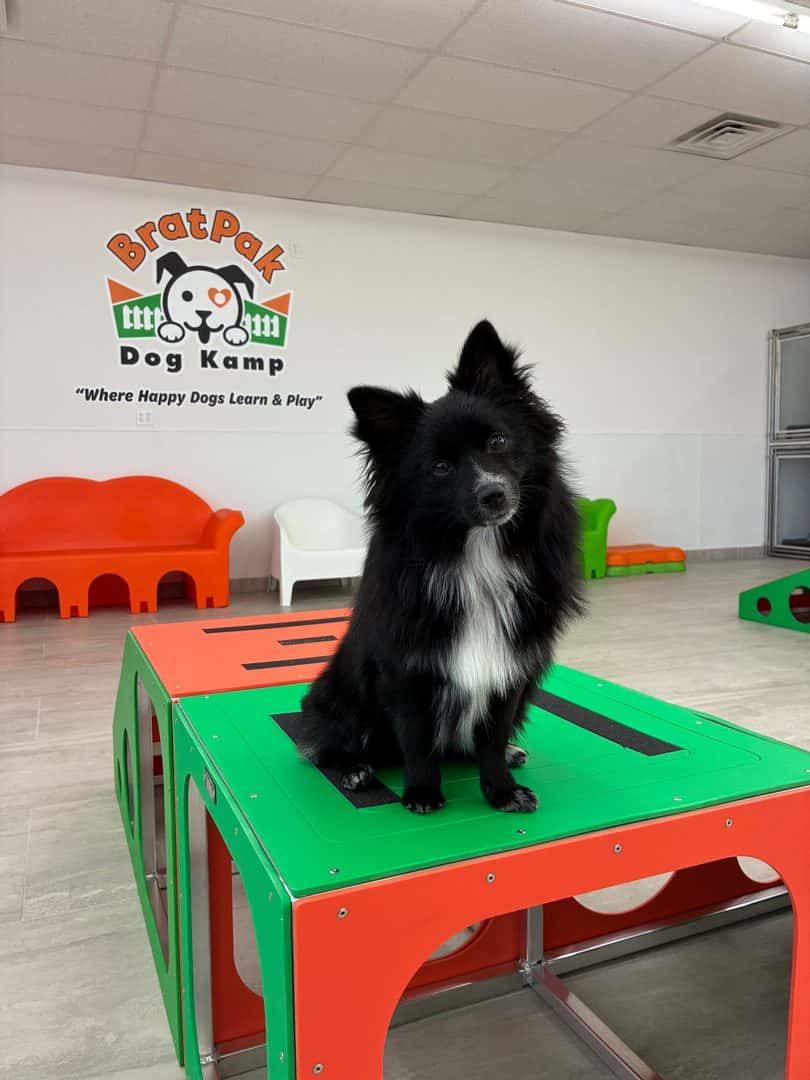 BratPak Dog Kamp - Henderson — Childcare & Schools photo 3 of 5