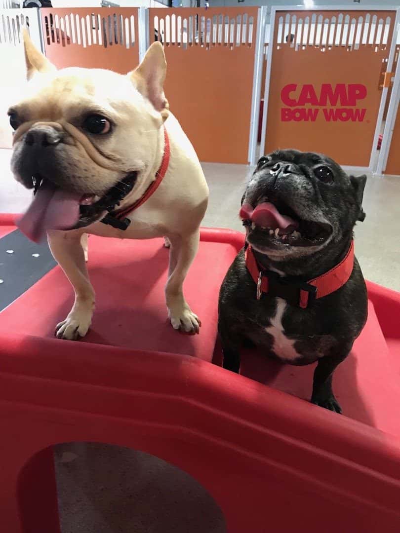 Camp Bow Wow Summerlin — Childcare & Schools photo 2 of 5