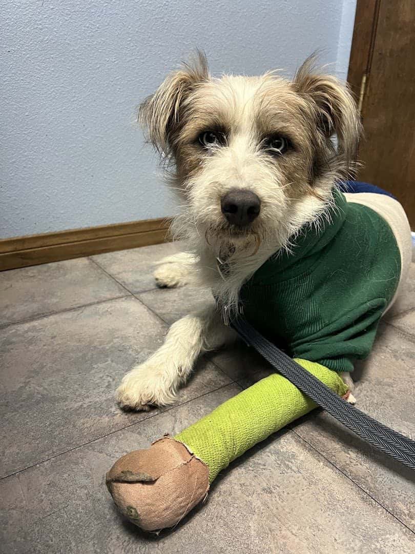 Summerlin Animal Hospital — Pet Services photo 1 of 5