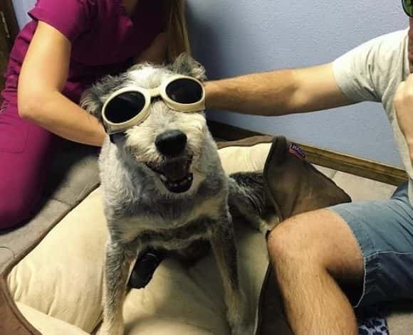 Summerlin Animal Hospital — Pet Services photo 2 of 5
