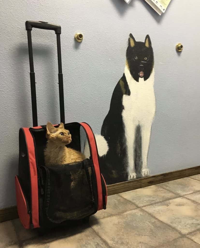 Summerlin Animal Hospital — Pet Services photo 3 of 5