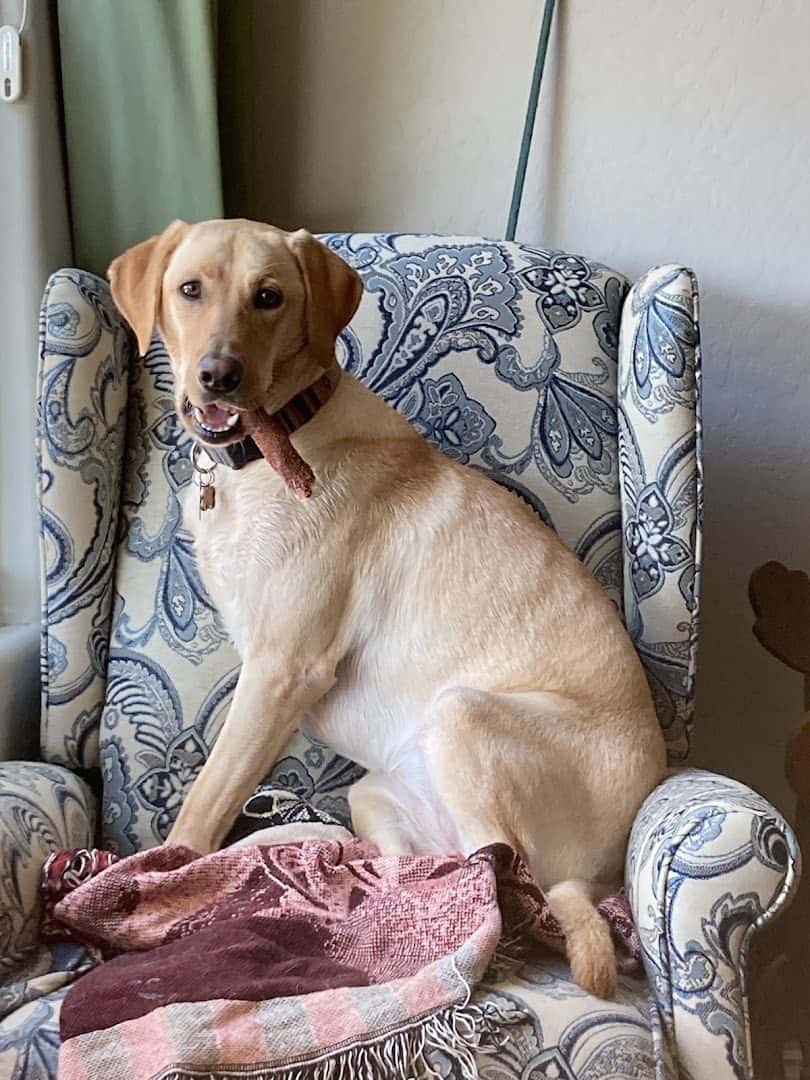 Providence Pet Hospital — Pet Services photo 3 of 5