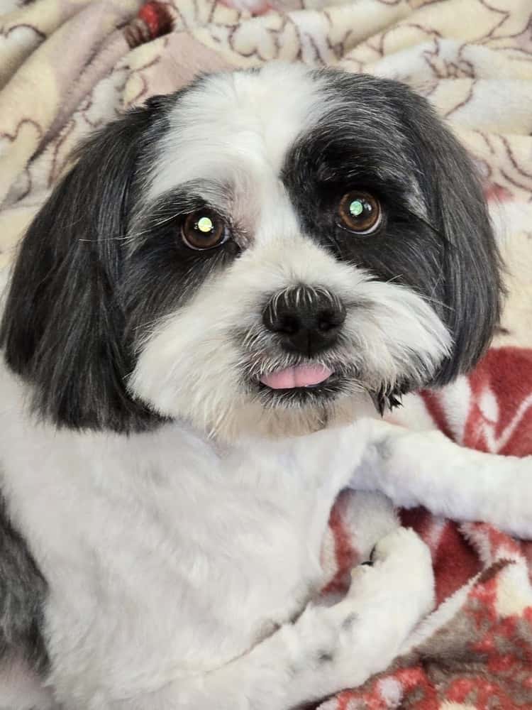 Valley Ranch Animal Hospital