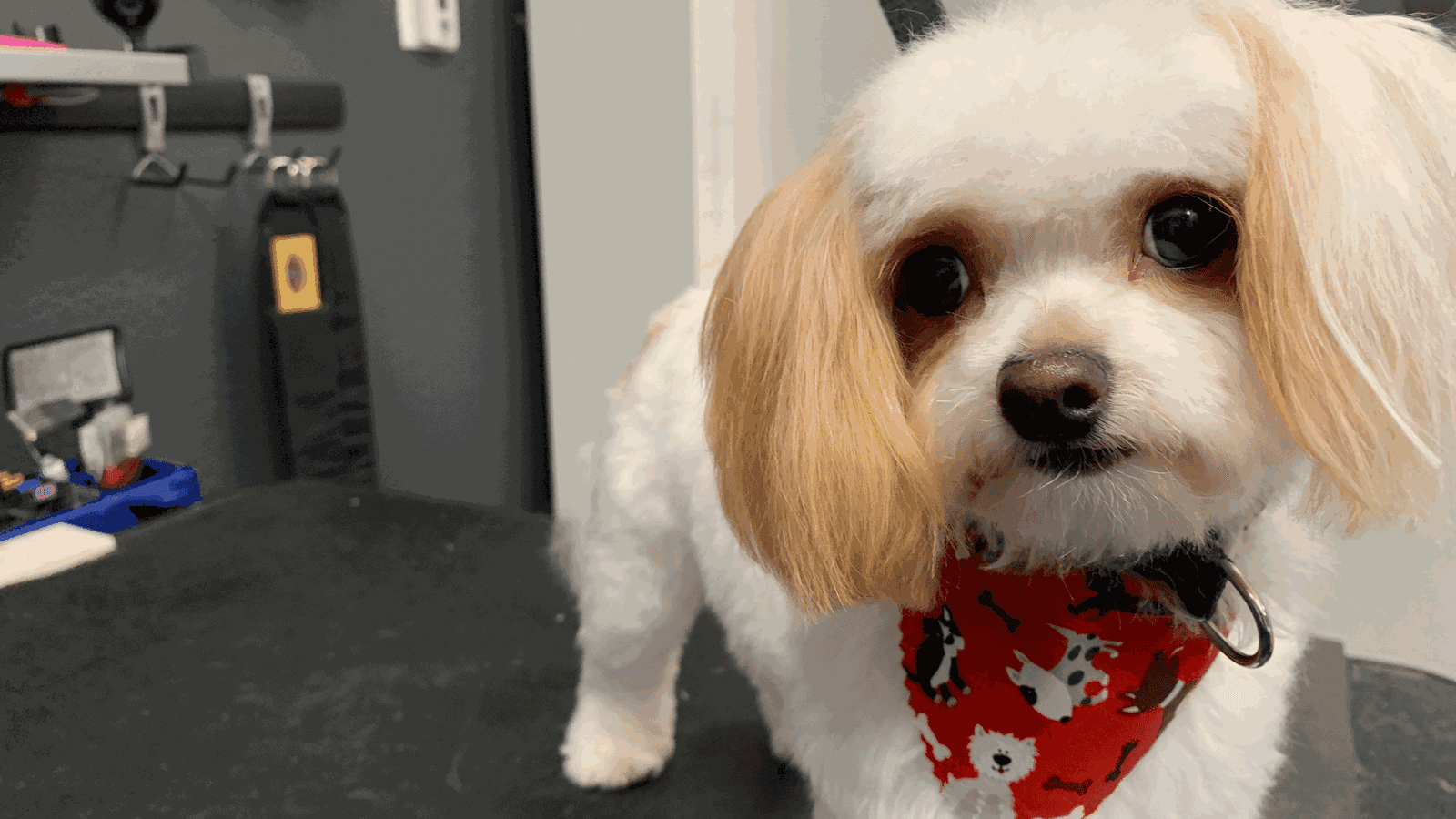 One Clean Dog was Come & PET It! — Pet Services photo 1 of 5