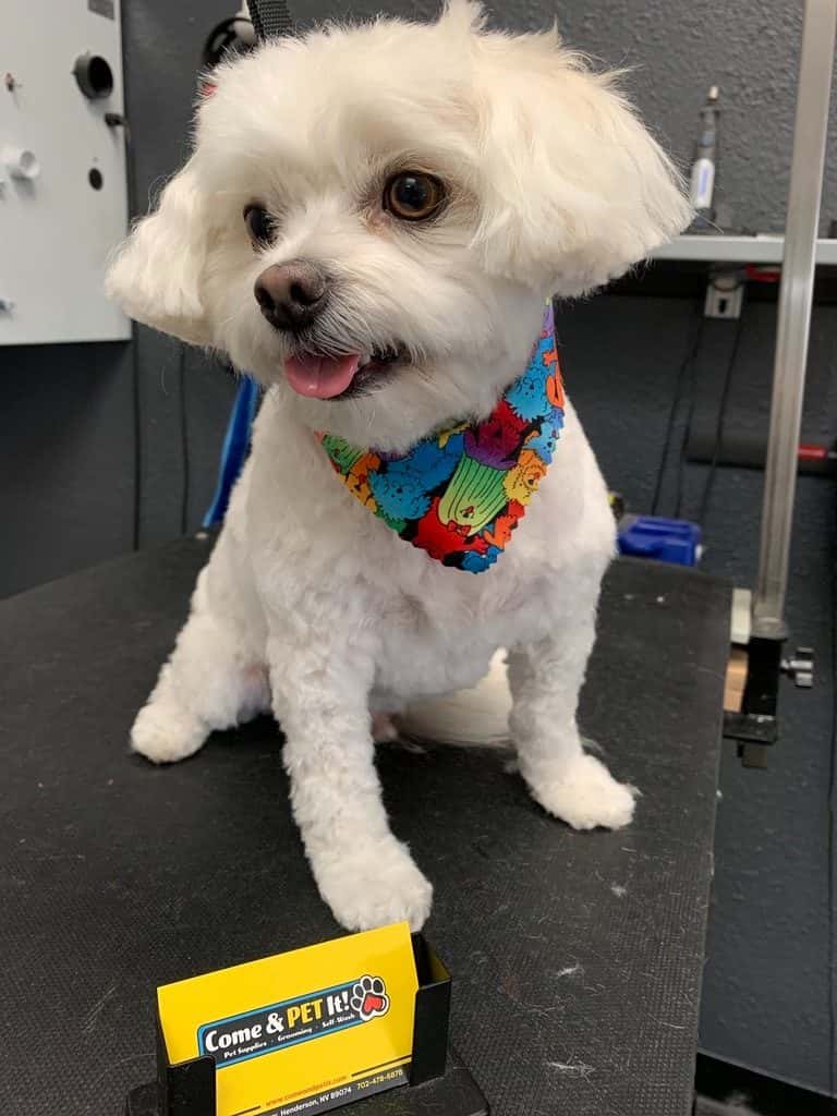 One Clean Dog was Come & PET It! — Pet Services photo 2 of 5