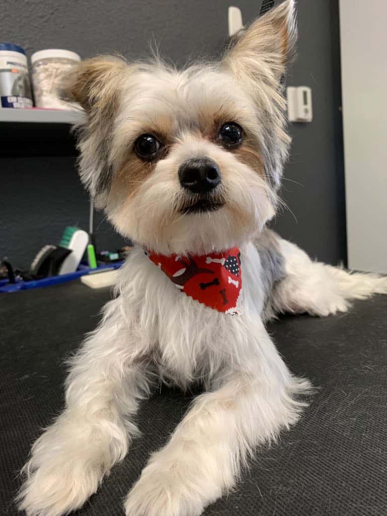 One Clean Dog was Come & PET It! — Pet Services photo 3 of 5