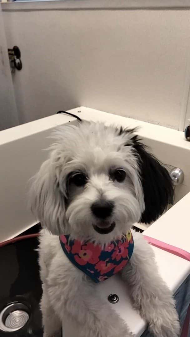 The Soggy Dog — Pet Services photo 2 of 5