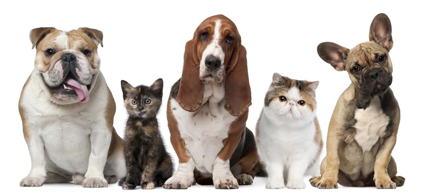 Family Paw — Childcare & Schools photo 1 of 5