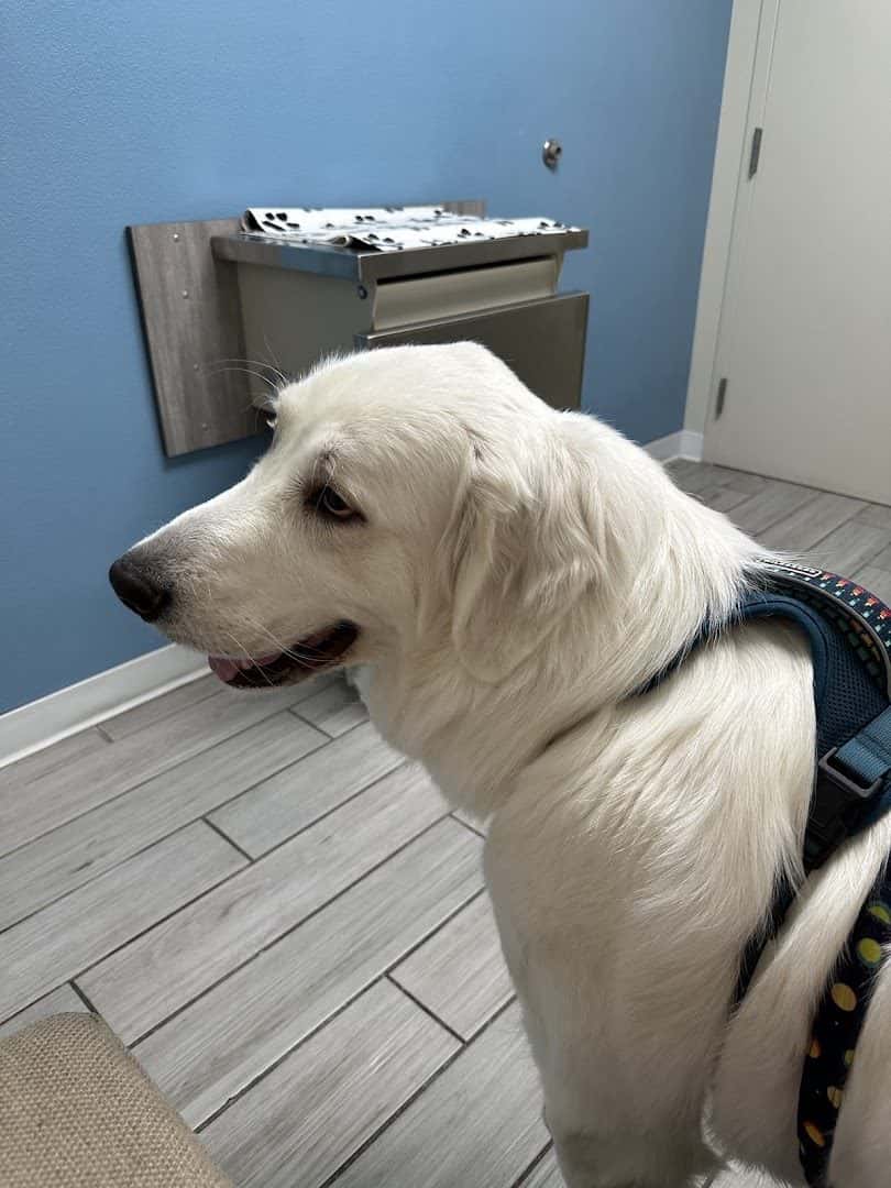 Canyon Ridge Animal Hospital — Pet Services photo 3 of 5