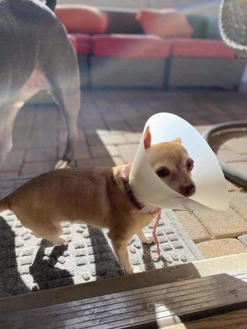 Camino al Norte Animal Hospital — Pet Services photo 3 of 5