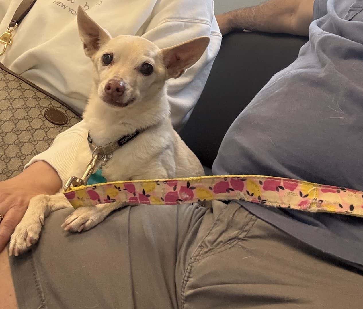 Centennial Hills Animal Hospital — Pet Services photo 1 of 5