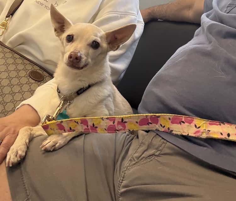 Centennial Hills Animal Hospital