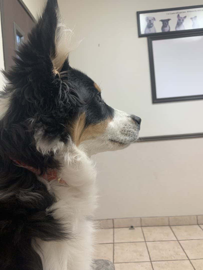 Centennial Hills Animal Hospital — Pet Services photo 3 of 5