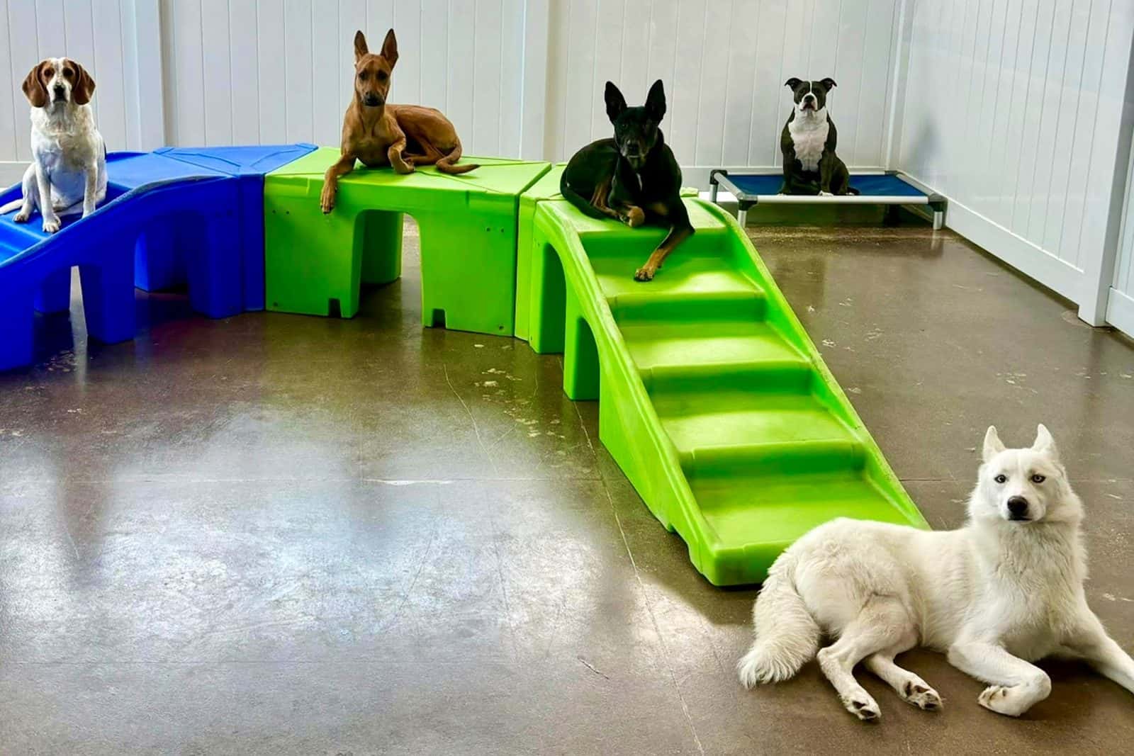 Hounds Town - Henderson — Childcare & Schools photo 3 of 5