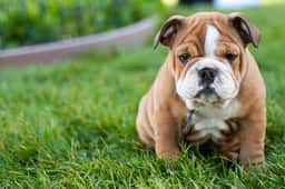 Nevada Puppy Store