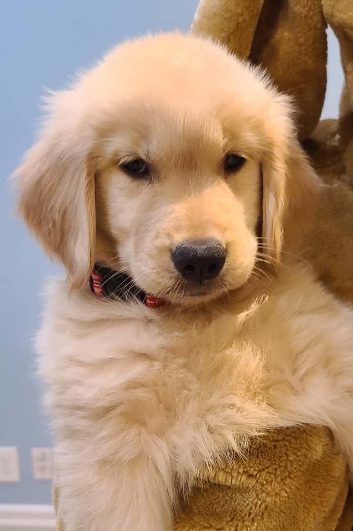 Nevada Puppy Store — Retail & Boutiques photo 3 of 5