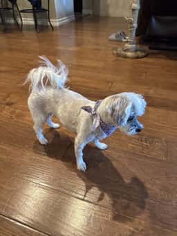 Groomer Has It