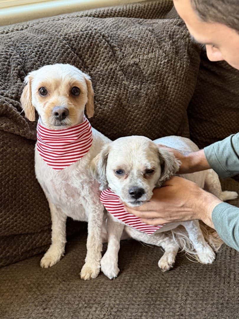 Groomer Has It — Pet Services photo 3 of 5