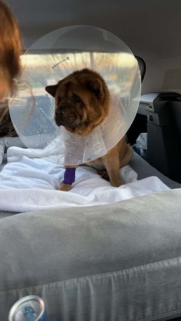 Cheyenne West Animal Hospital — Pet Services photo 2 of 5