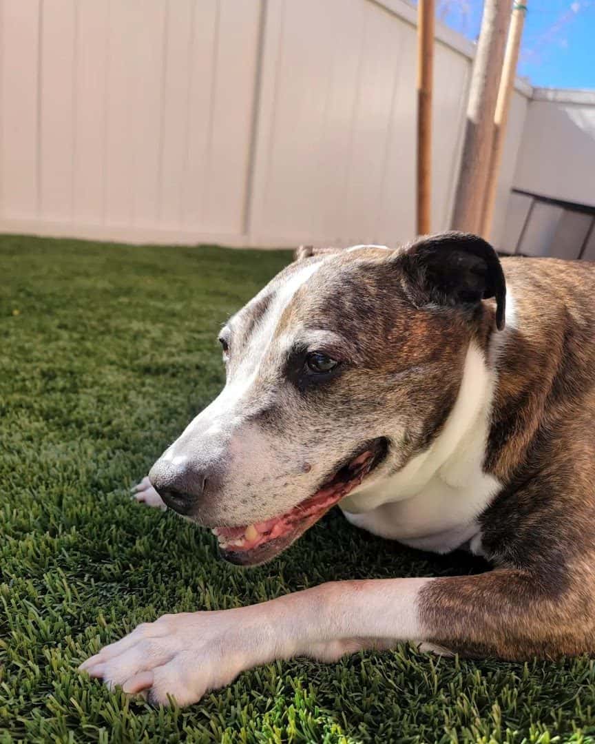 Nevada Pet Hospice — Pet Services photo 1 of 5